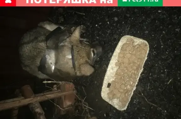 Собака найдена в селе Жуково, Республика Башкортостан.