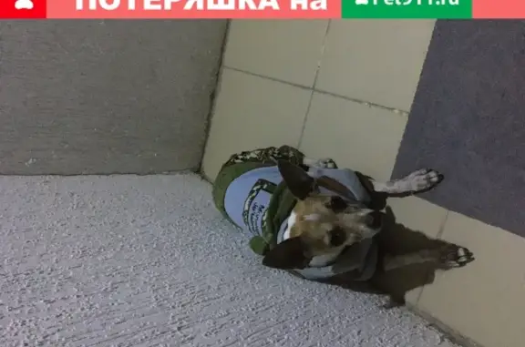Собака Той-терьер найдена в Геленджике на Новороссийской улице