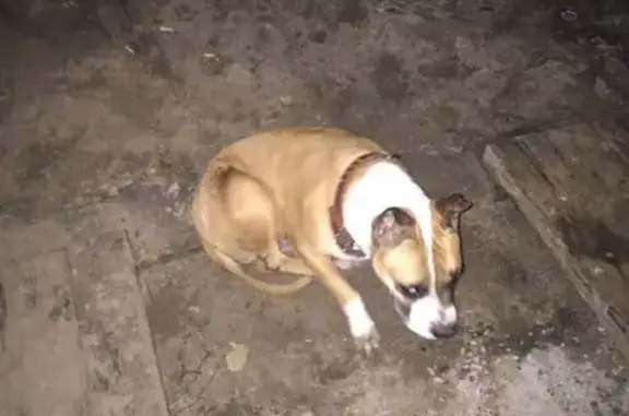 Собака с травмой найдена на Автозаводском районе, адрес - 23 больница.
