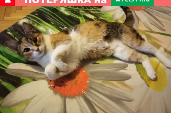 Пропала кошка на Иловайской улице