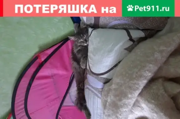 Найдена кошка на улице Подшибякина 1 в Салехарде