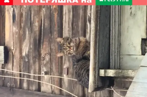 Найдена кошка на Семафорной 389 в Красноярске
