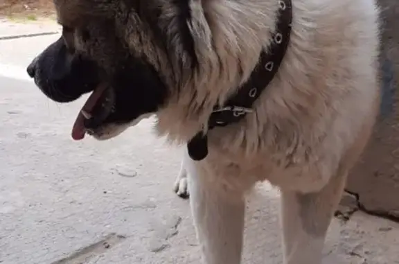 Собака Кобель найдена в Раменском округе