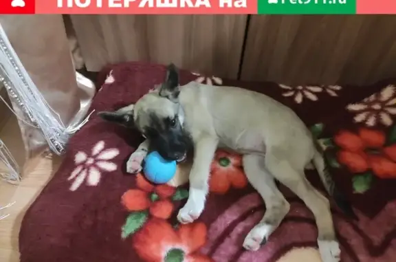 Найден щенок в Челябинске на улице Ферросплавная, ищем хозяев