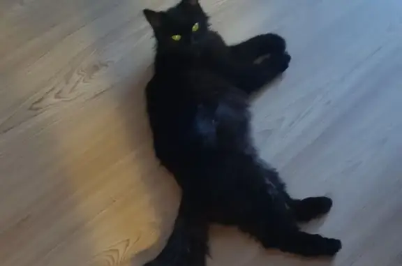 Найдена кошка на ул. Мавлютова в Казани