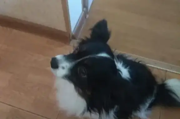 Найденные животные Новороссийск, фото: Найден маленький бело-черный пес в Новороссийске