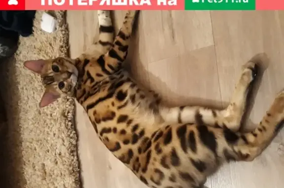Кошки потеряшки, Усолье-Сибирское, фото: Потеряшка кот Брюс, бенгальской породы, Молотовая ул. 92Б.