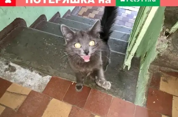 Найдена кошка: ул. Больничная, д.1, Щелковский район