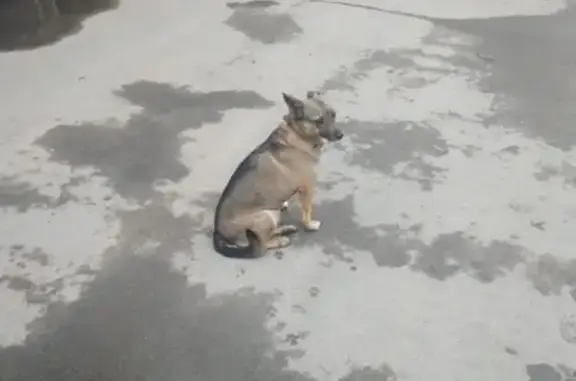 Найдена собака на улице Первомайская в Уфе