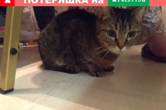 Пропала кошка Мася на ул. Проектная, мкр-н Купавна, ГСК Якорь