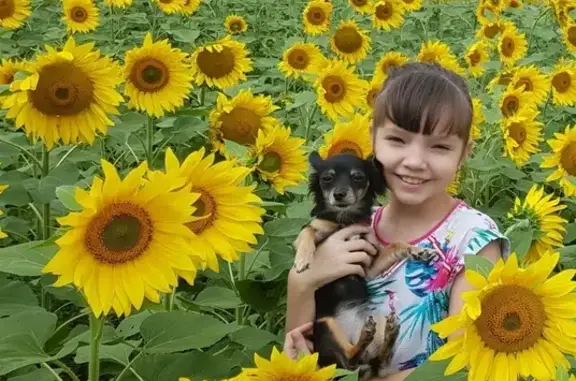 Потерянные животные Сургут, фото: Пропала собака в Сургуте с ушками волосатыми