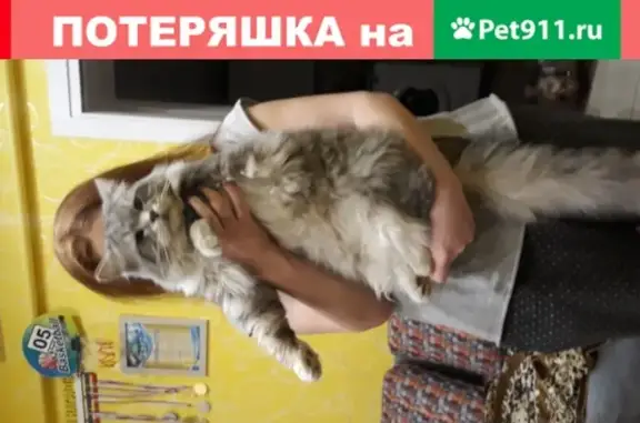 Пропала кошка Тимоша на ул. Фруктовой, Подольск.