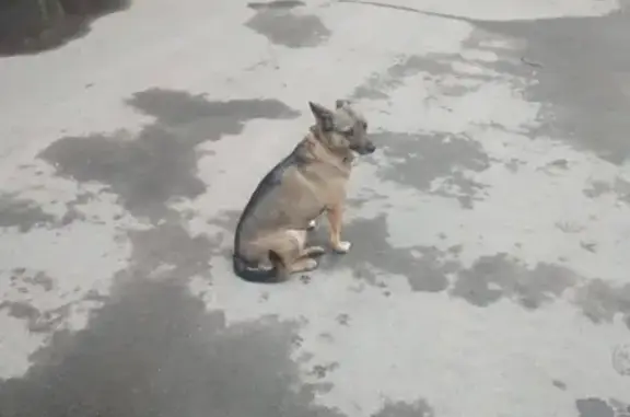 Найдена собака на ул. Первомайская, остановка Кремлевская