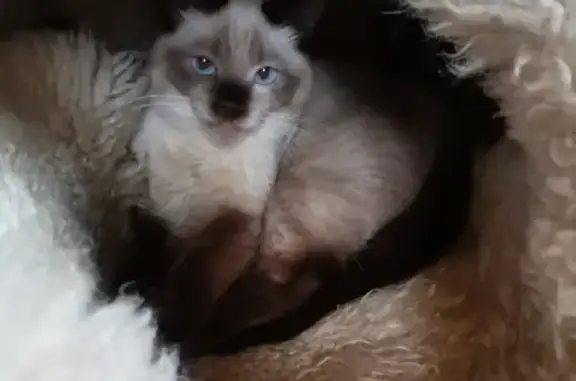 Найдена кошка Сиамский кот в Ростовском районе Ярославской области