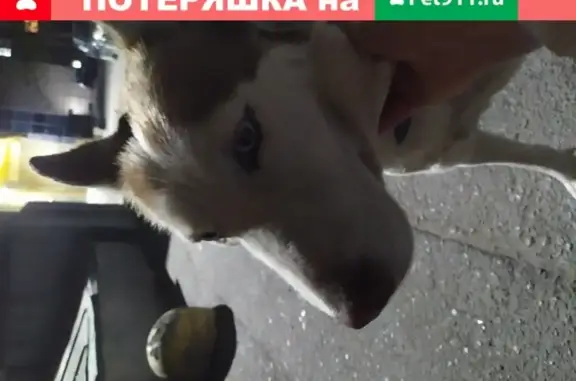 Собака найдена в Ростове-на-Дону.