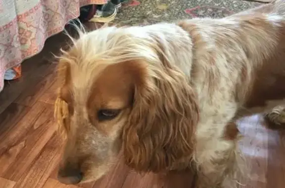 Собака Спаниел найдена в Серпухове