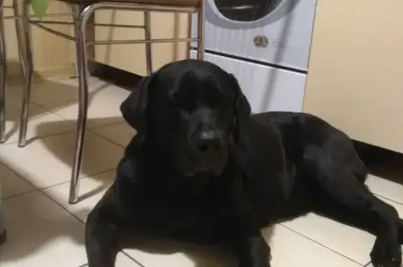 Найдена собака в Минске, Фрунзенский район - черный лабрадор