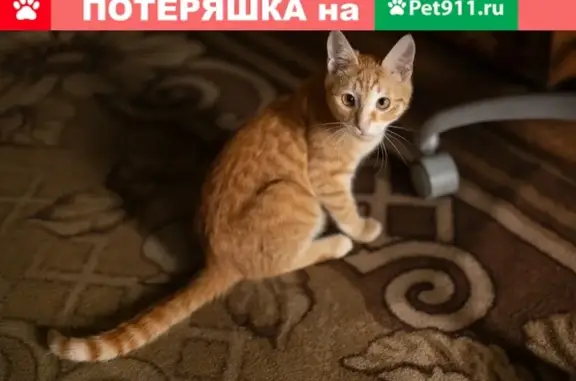 Пропала кошка на Большой Академической, Москва