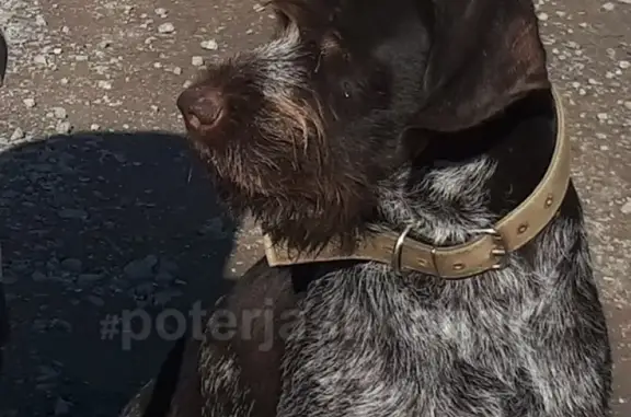 Пропала собака в Новосибирске: Немецкий дратхаар