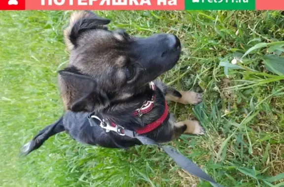 Собаки потеряшки, Краснодар, фото: Потеряшка собака Хóся в Краснодаре, Музыкальный микрорайон