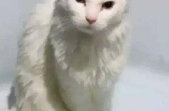 Кошки потеряшки, Абакан, фото: Потеряшка белая кошка с голубыми глазами на ул. Журавлева, Абакан