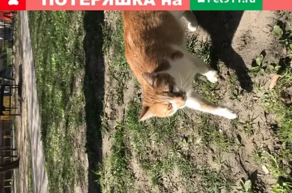 Найдена рыжая кошка с белой грудкой в Мытищах
