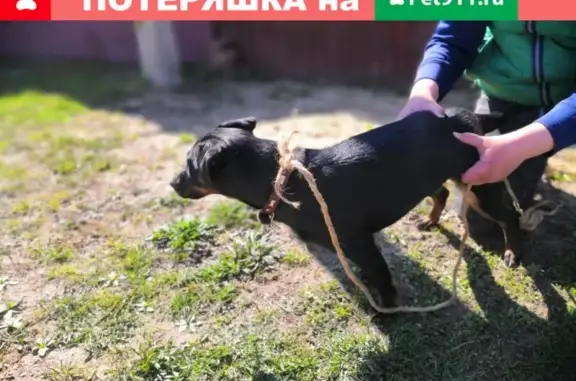 Собака Ягд терьер с ошейником в Москве