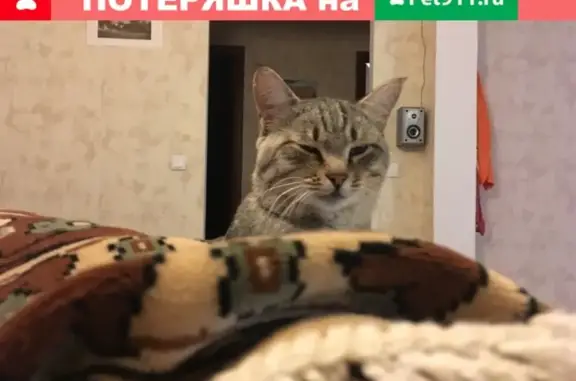 Пропал серый полосатый кот на Волжской улице, Уфа