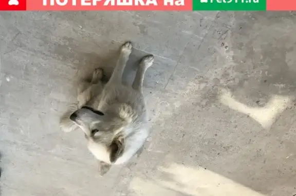 Найдена собака Хаски/Лайка в районе Симферопольского водохранилища