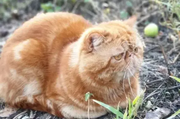 Объявления о пропавших и найденных животных, Кисловодск, фото: Пропал кот на ул. Кутузова, Кисловодск