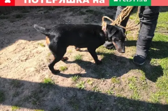 Найдена собака в Шемякино, Московская обл.