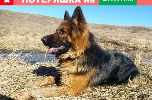 Пропала собака Кайда в деревне Захаровка, Щекинский район