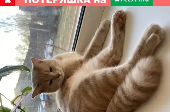 Пропал кот в Егорьевске, Во 2 микрорайоне, около 31 дома.