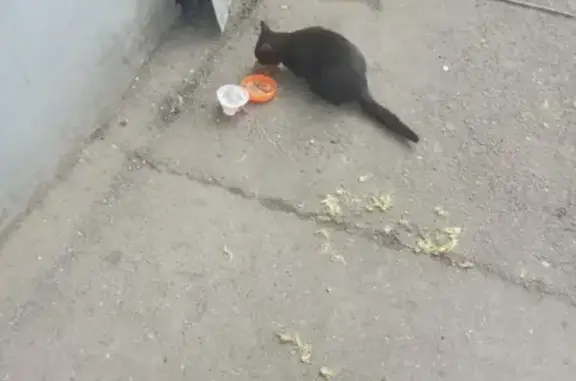 Найдена черная кошка на пр. Фрунзе, 224