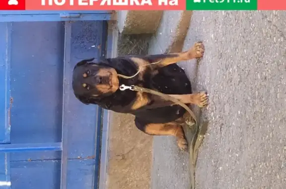 Собака Ротвейлер найдена на ул. Вакуленчука, 2.