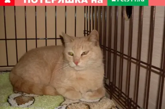 Найдена кошка около магазина АТАК на проспекте Строителей 67
