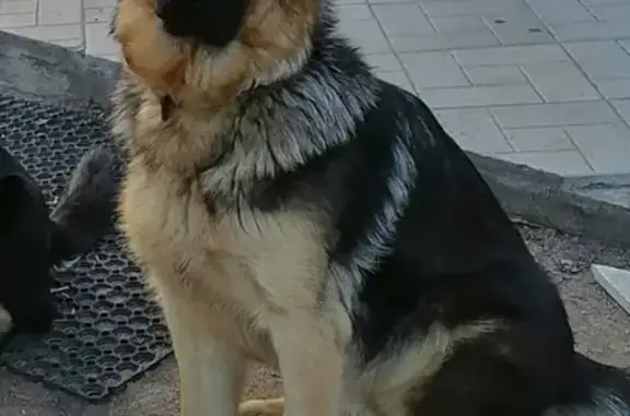 Пропала собака в Ленобласти, вознаграждение!