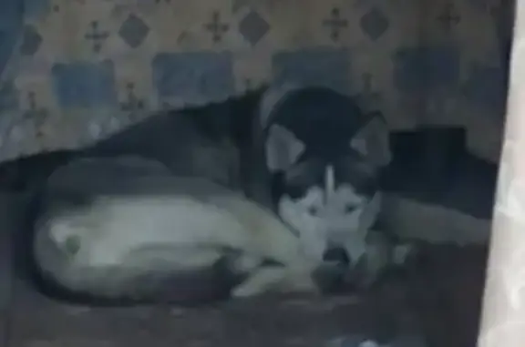 Найдена собака в Калужской области