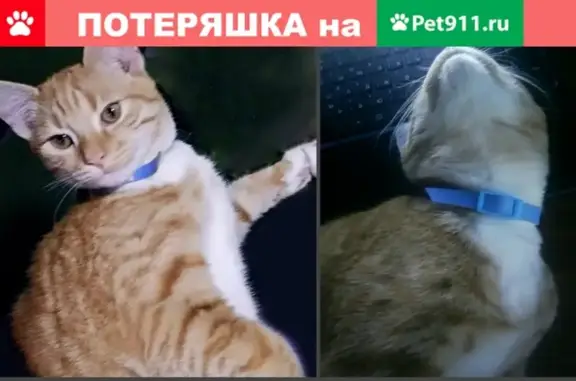 Пропала кошка Персик, ул. Первомайская 5, Суоярви