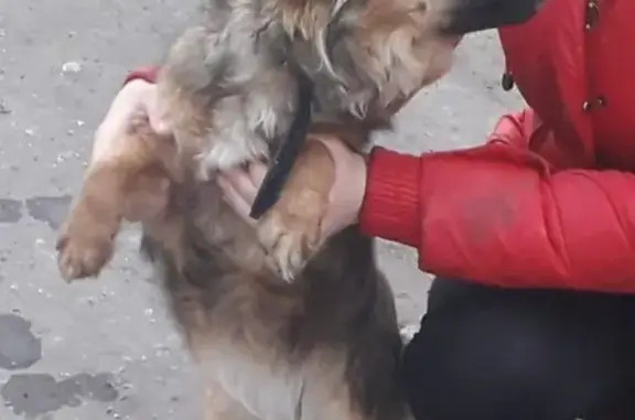 Найдена собака в Тростянке, у дороги напротив пруда 
