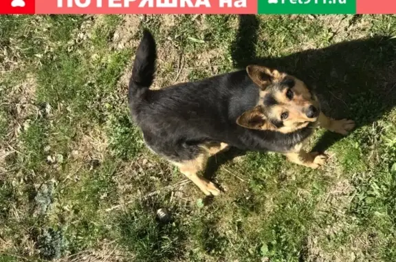 Собака потерялась возле ДСК Полянка, Москва