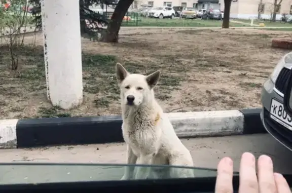 Найдена собака в Подольске, Московская область