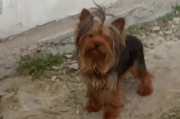 Объявления о пропавших и найденных животных, Нижний Новгород, фото: Пропала собака Мася в Н. Новгороде