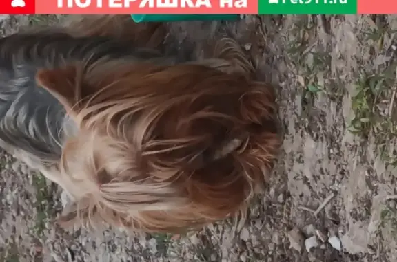 Собака с клеймом найдена в Таганроге