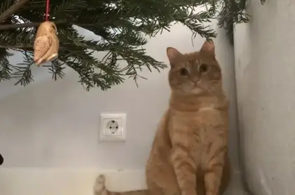 Потерянные животные Москва, фото: Пропал кот Аркаша в Мещерском, Москва.