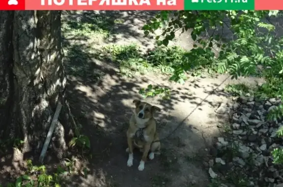 Пропала собака на улице Карла Маркса, Апрелевка