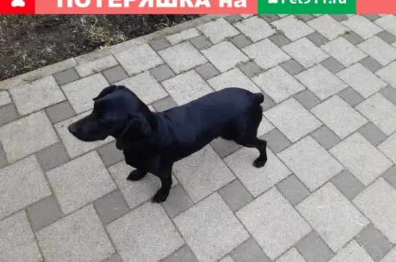 Найдена собака на 9км в Краснодаре