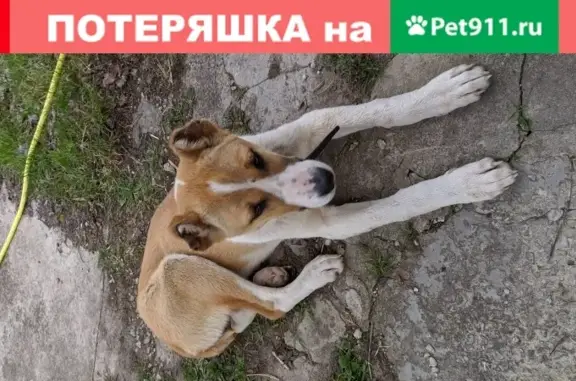 Найдена собака в Старом Уткино, Калужская обл.