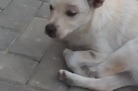 Найден щенок в Славянском районе, ищет хозяина.
