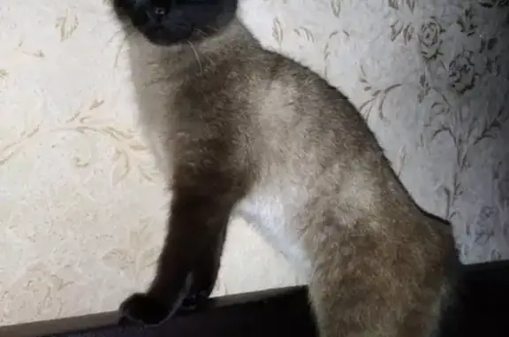 Кошки потеряшки, Воронеж, фото: Потеряшка кошка в Боровом, Воронеж.